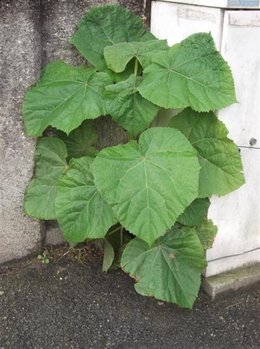 quel est cette plante?