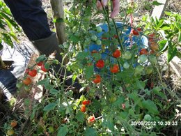 Le jardinage en septembre