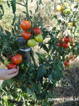 Le jardinage en septembre