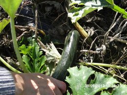 Le jardinage en septembre