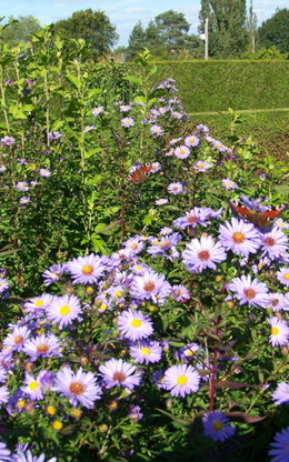 bouquets d'asters