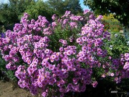 bouquets d'asters