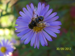 fleurs d'aster