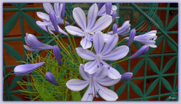 Agapanthe - Agapanthus