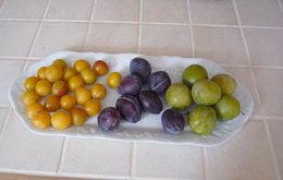La saison des prunes