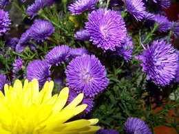 fleurs d'aster