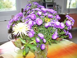 fleurs d'aster