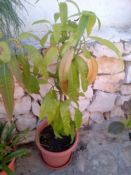 Plantation d'un noyau de mangue
