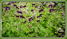 Géranium 'Johnson's Blue'