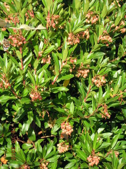 Arbousier - Arbutus unedo - Arbre aux fraises