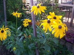 Echinacée 'Meringue' - Echinacea