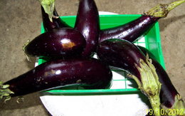 AUBERGINE