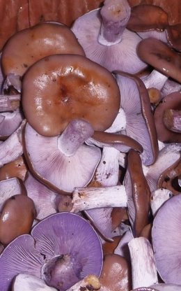 champignons