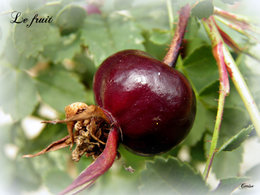 Rosier rugueux - Rosa rugosa