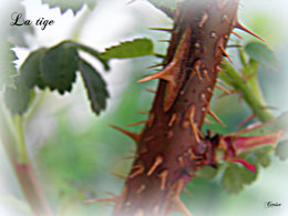 Rosier rugueux - Rosa rugosa