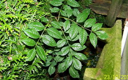 Merci d'identifier cette plante - Photo 3