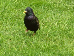 Nourrir les oiseaux en hiver au jardin