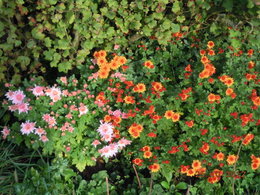 Chrysantheme des jardins - Marguerite des jardins