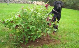 Arbre aux faisans - Leycesteria formosa