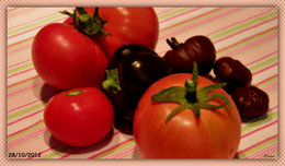 Dernière récolte de Tomates ? . . . peut-être !