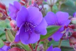 tibouchina