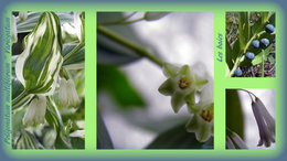 Polygonatum multiflorum - Sceau de salomon