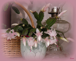 Schlumbergera 