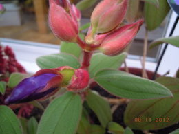 tibouchina