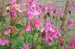 Ancolie 'Blue Barlow' - Aquilegia