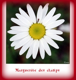Fêtes des Saint(e)s du jardin . . . et leurs dictons !
