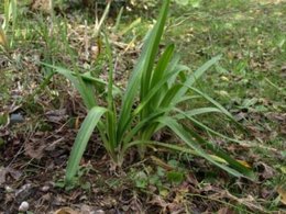 Agapanthe - Agapanthus