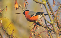 Nourrir les oiseaux en hiver au jardin