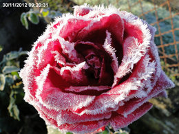 Le givre au jardin