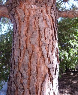 Belles écorces d'arbres