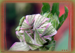 Astrante major 'Roma' - Astrantia