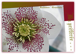 Avez-vous des hellebores niger pour fleurir le jardin en hiver ?