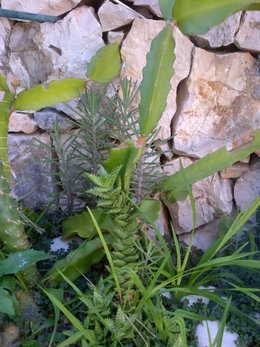 kalanchoé tubiflora