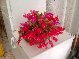 Schlumbergera 