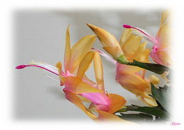 Schlumbergera 