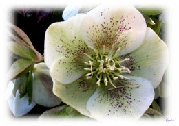 Avez-vous des hellebores niger pour fleurir le jardin en hiver ?