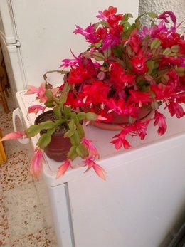 Schlumbergera 