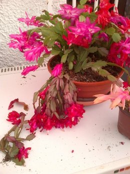 Schlumbergera 