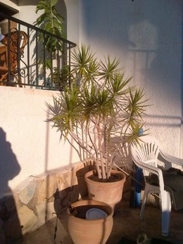 Lepture rouge - Corymbia rubra