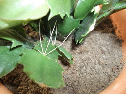 cactus de noël