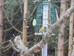 En hiver : de la graisse pour les oiseaux