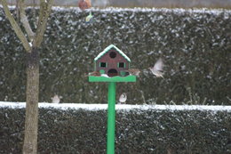 Neige : pas de sel dans le jardin