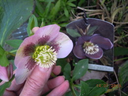 Hellebore hybride - Helleborus x hybridus