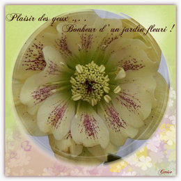 Hellebore hybride - Helleborus x hybridus