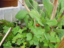 coccinelle