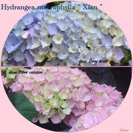 Hortensia - Hydrangea macrophylla